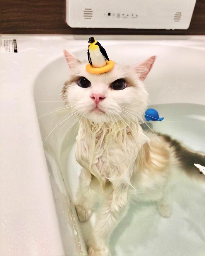 Ce chat blanc aux yeux bleus adore prendre un bain, et il a l'air  extrêmement adorable en le faisant.