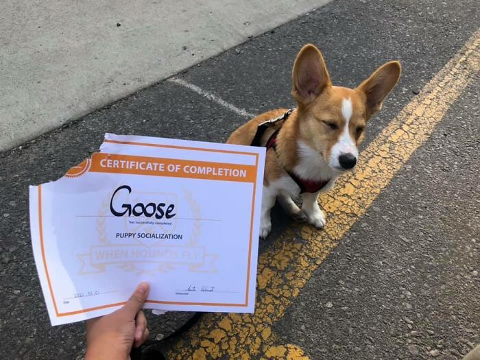 Goose le corgi désapprouve fortement son certificat de fin d’études, alors elle l’a mangé