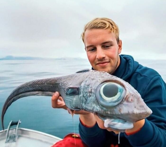 Le grendalier à gros yeux, il vit en profondeur près du fond de la mer.