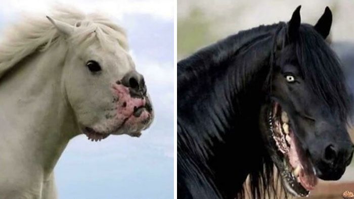 échange de visage sur le cheval et le chien