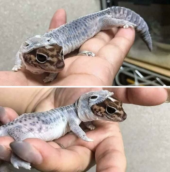 un gecko léopard qui perd sa peau et on dirait qu’il se fait manger