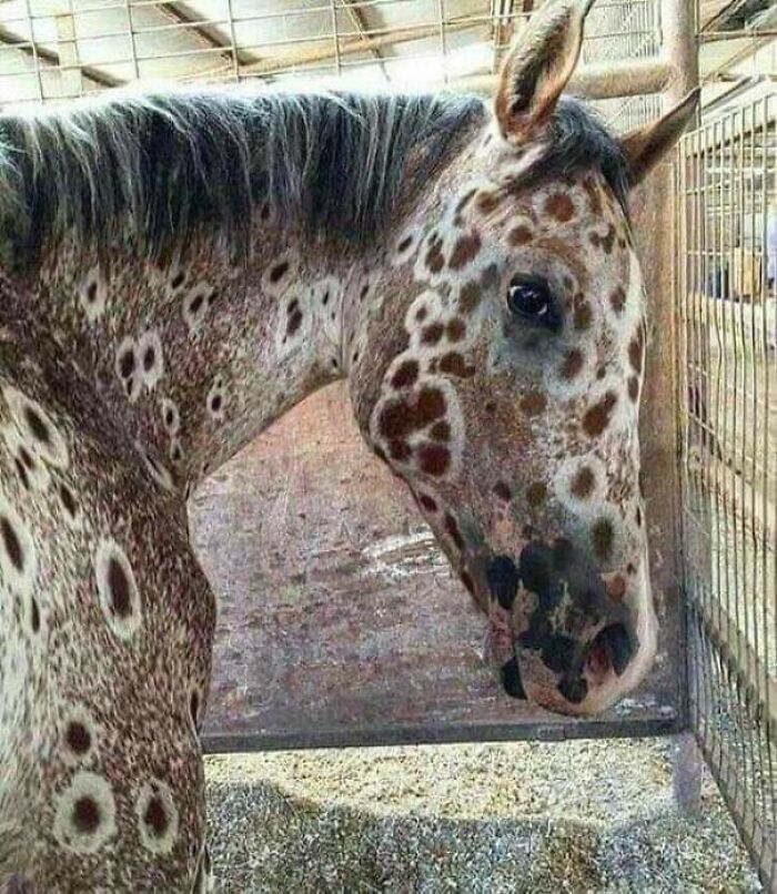 un léopard sorrel appaloosa, ancêtres élevés par les indiens nez perce