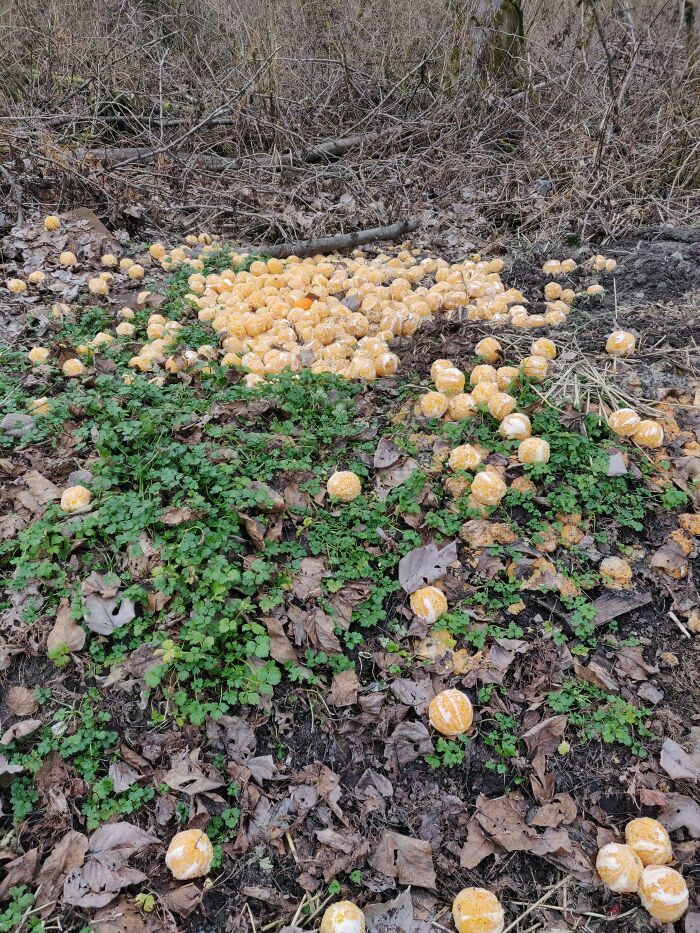 pile géante aléatoire d’oranges parfaitement épluchées sur le sentier de la rivière noire à renton wa, à 150 pieds d’un parc de bureaux. wth ? il y avait 2 piles. apparemment, cela s’est produit ici au moins 2x dans le passé.