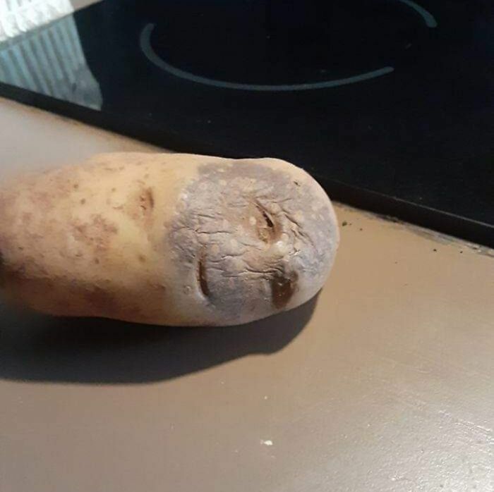 cette pomme de terre