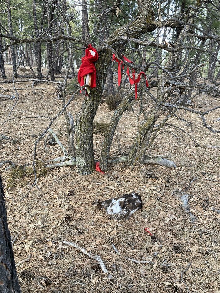 Trouvé dans les bois. Quelqu’un sait ce que ça peut être ? Un oiseau mort sur le sol. Il semble y avoir une sorte de poupée rouge dans l’arbre.