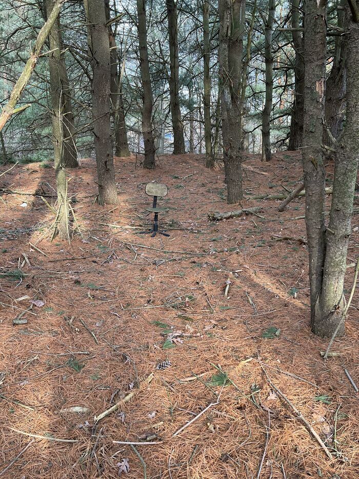 cette chaise que j’ai trouvée au milieu d’une forêt