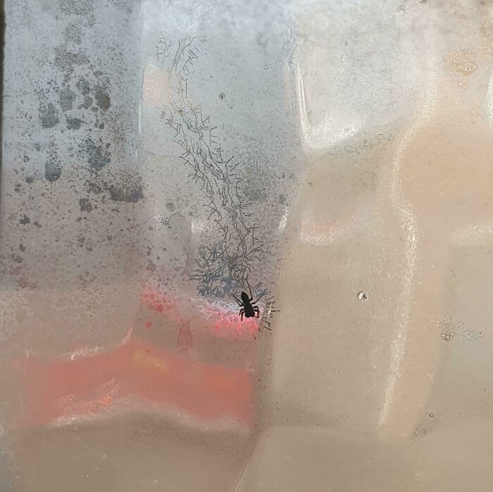 des petites empreintes d’araignées sur la fenêtre de ma salle de bain