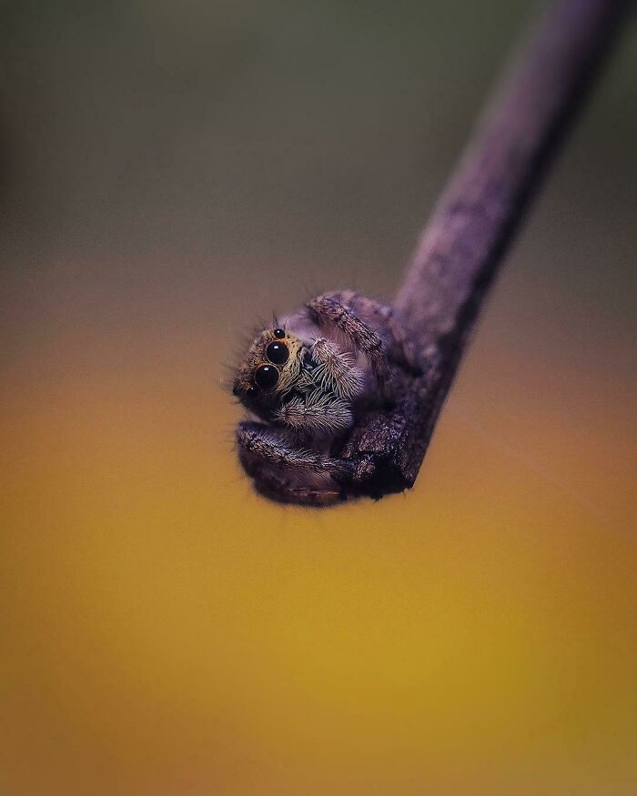 J’ai trouvé cette araignée sauteuse dans les bois