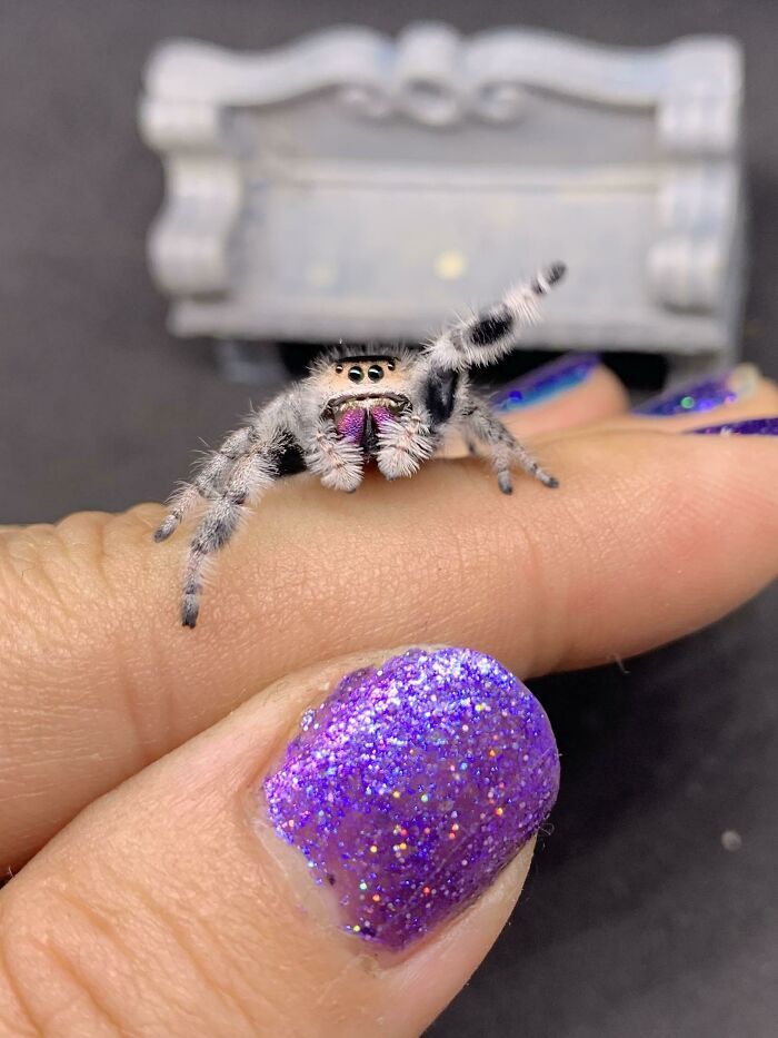 L’araignée sautante est super mignonne !