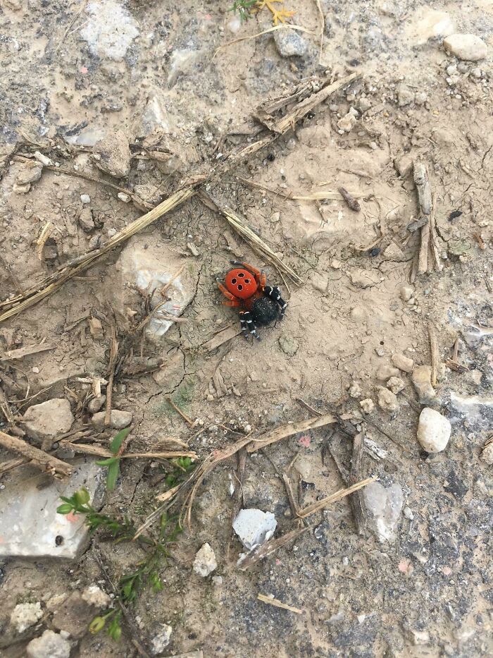 Cette araignée rouge et noire que j’ai vue