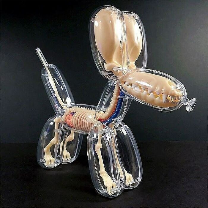 anatomie du chien en ballon conçu par gummifetus