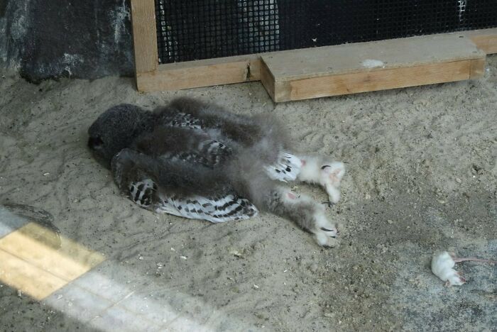 Les hiboux des neiges dorment comme s’ils rentraient d’une nuit de beuverie et que le lit leur manquait.