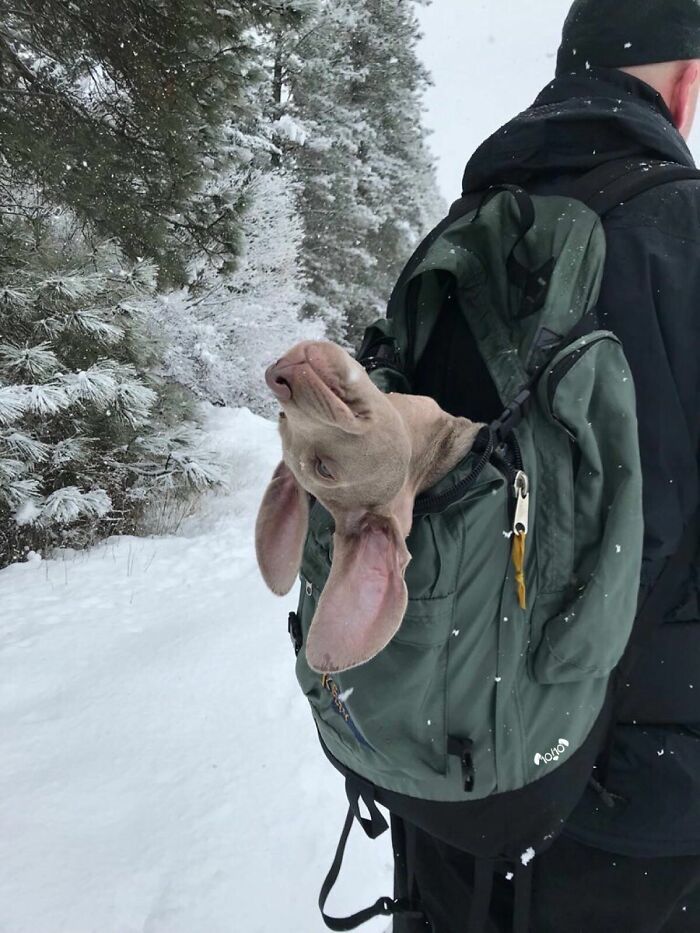 Il participe à sa première aventure dans la neige. Il s’est fatigué immédiatement et a dû être porté le reste du chemin.