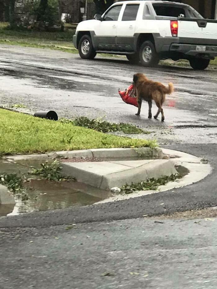 looter boy – ce chien a été photographié après le passage de l’ouragan en train de piller un gros sac de nourriture pour chiens et d’embrasser la vie de survie.