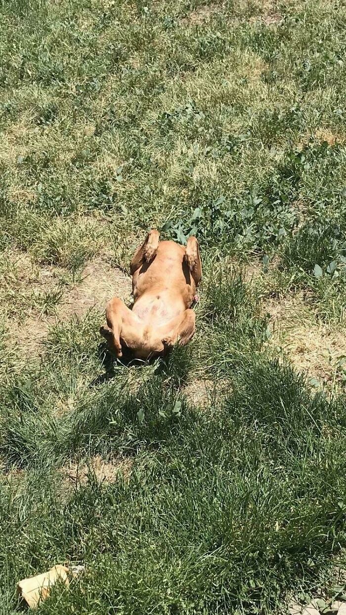 Il fait trop chaud dehors. Je me transforme en poulet rôti.