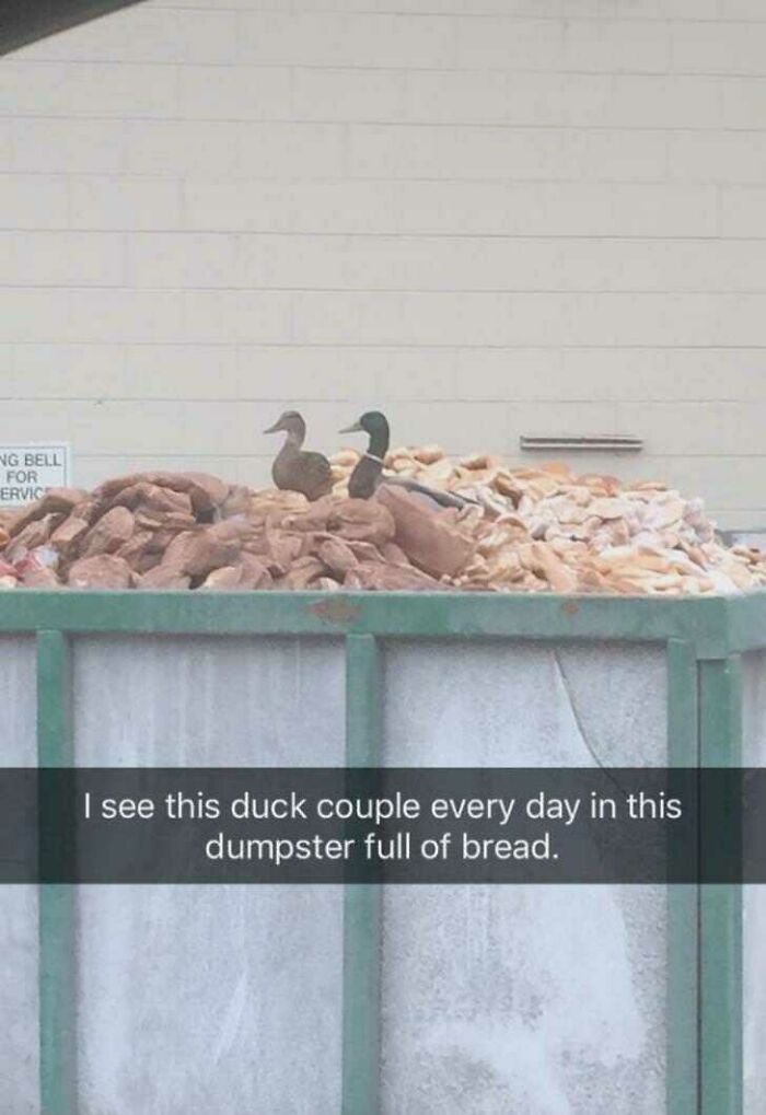 Ce couple de canards a touché le jackpot