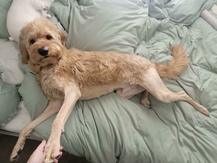 la coupe de cheveux que mon toiletteur a donnée à mon chien