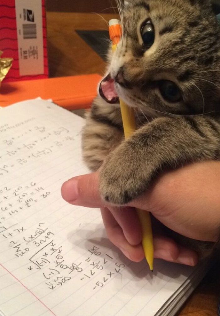 a reçu un nouveau crayon pour chat pour les examens