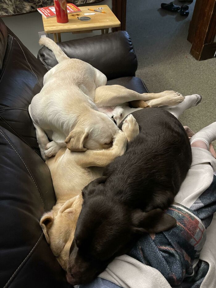 J’essaie d’enseigner aux chiots l’espace personnel. Ça ne se passe pas très bien.