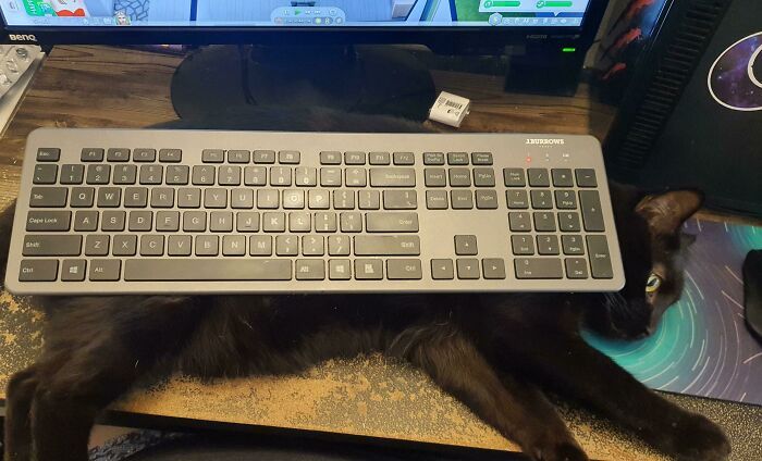 le chat a décidé d’être sur le clavier ou dans l’espace du clavier. solution, mets le clavier sur le chat. elle m’a laissé utiliser le clavier pendant les dix minutes suivantes comme ceci