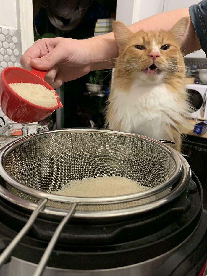 rencontre georgie, notre sous-chef en formation et envahisseur de l’espace personnel