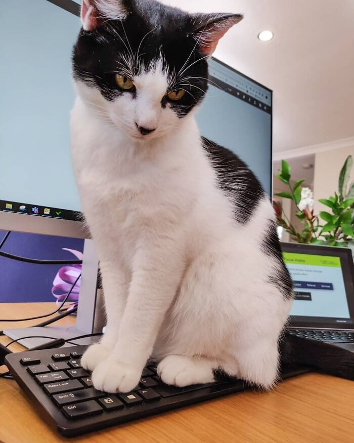 Il faut qu’on parle. Je pense que le rapport entre travailler et caresser les chats est très mauvais. Je vais donc m’asseoir régulièrement sur le clavier pour équilibrer un peu mieux les choses.