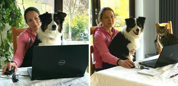 Travailler à la maison a ses défis, surtout quand le chien veut avoir la place de choix du chat. Il n’est pas impressionné.