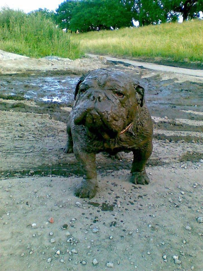 Mon chien a des compétences en matière de boue, mec