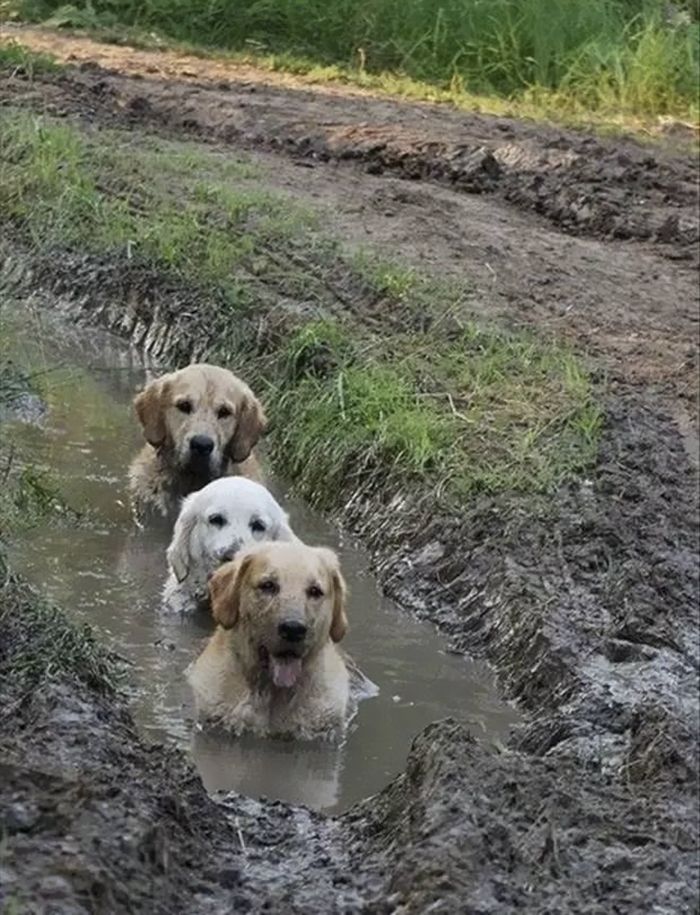 chiens dans la boue
