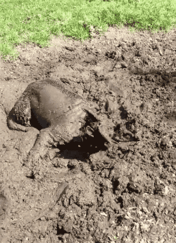 Le chien trouve une fosse de boue et célèbre en conséquence
