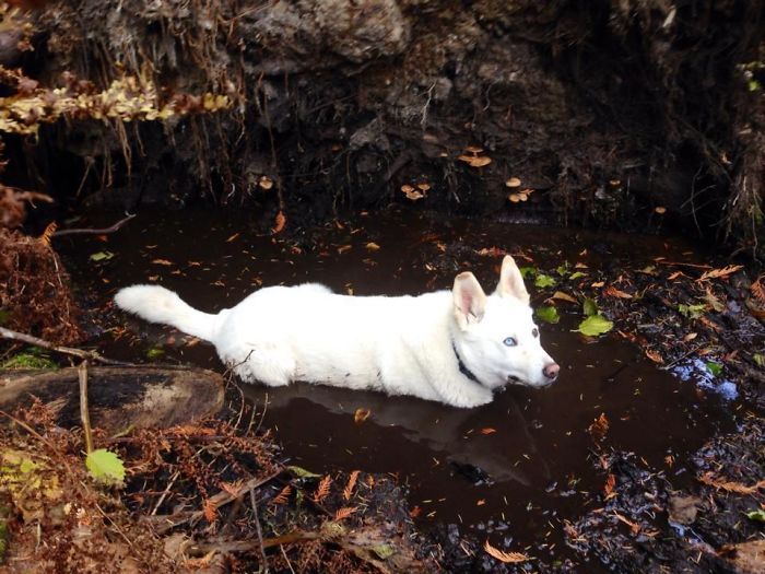 L’activité préférée de mon husky blanc est de s’allonger dans la boue.