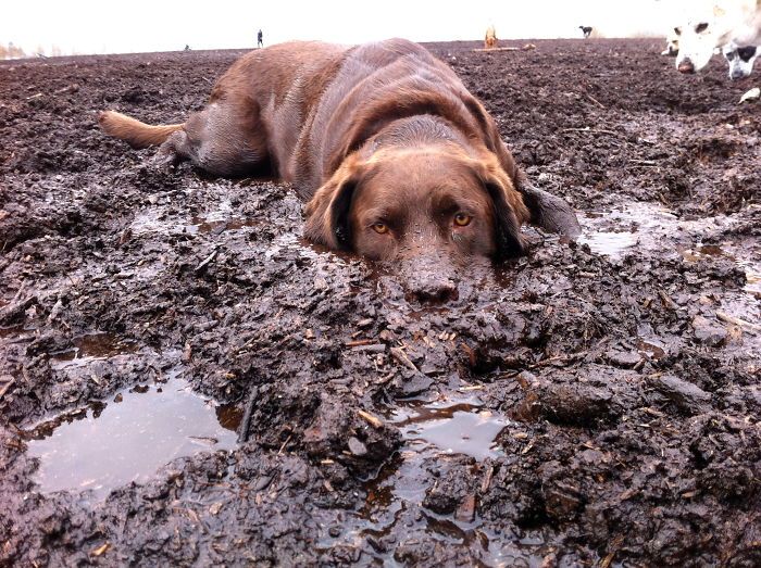 les chiens adorent steamboat springs, la boue ou la neige