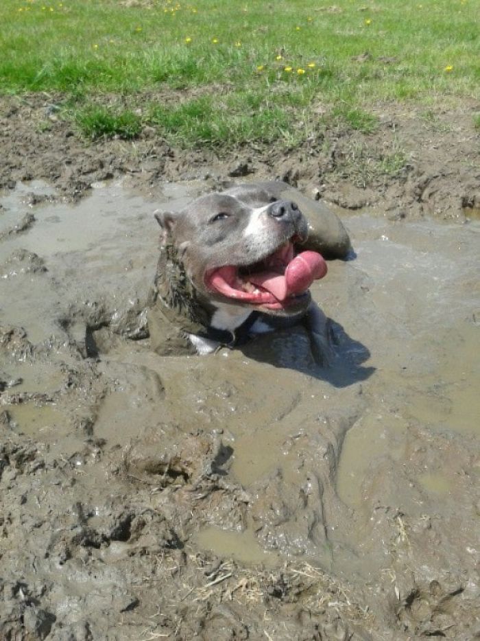 Ce chien heureux s’est retrouvé coincé dans la boue et a dû être sorti de là
