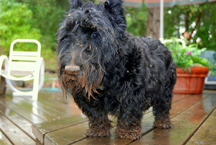 J’adore cette photo de mon chien couvert de boue, l’air coupable après que je l’ai surpris en train de creuser le jardin à la recherche d’une taupe.