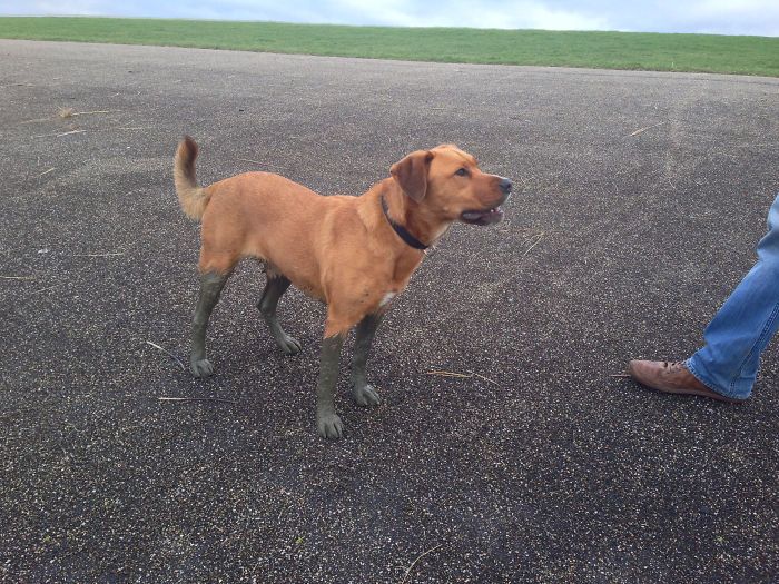 Mon chien aime porter des bas…. de boue !