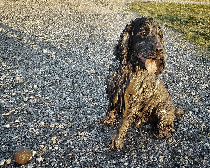 si la boue est utilisée pour garder ta jeunesse, alors stan va retourner à un chiot très bientôt