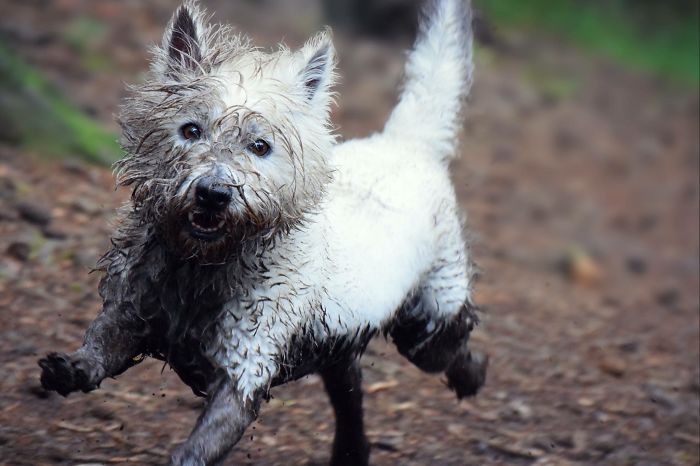 Une promenade occasionnelle dans les bois, pas quand un bain de boue m’attend ! Les gens paient pour ça dans les spas !