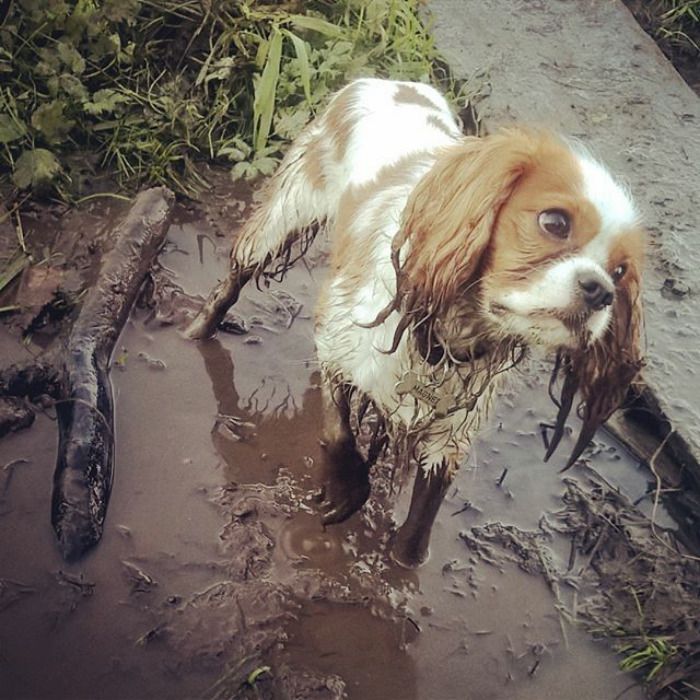 heureux comme un chien dans la boue