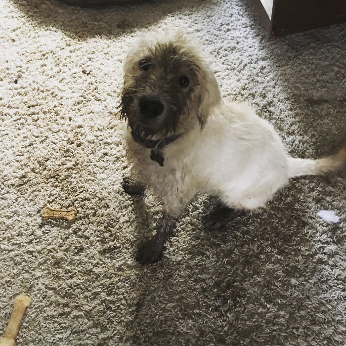 J’aime la pluie, la boue, ma porte pour chien et le tapis blanc !