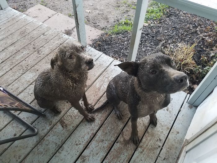 Est-ce que quelqu’un a vu nos cabots ? Ces deux labradors chocolat sont arrivés à la place.