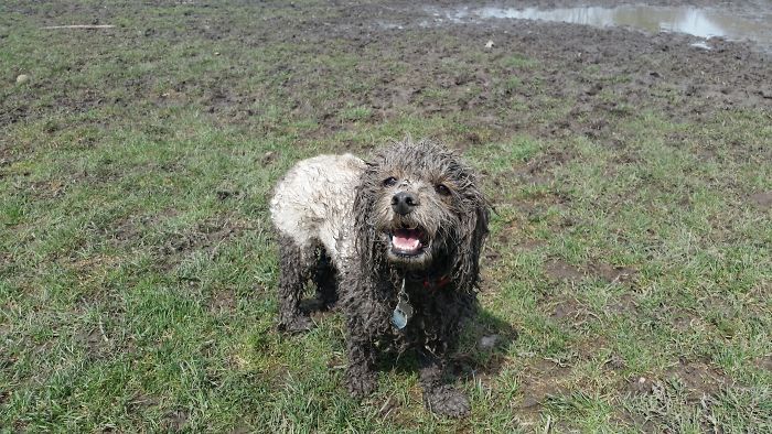 Mon chien tout blanc a dû m’entendre dire que sa fourrure de chiot marron et noir me manquait. Il est tellement fier de lui.