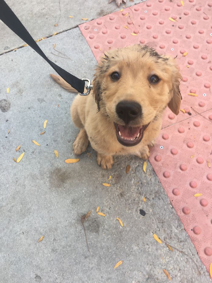 ce chiot vient de découvrir la boue pour la première fois