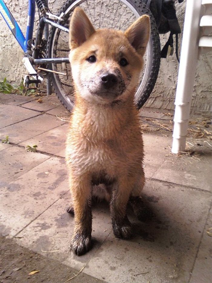 Un tel renard. Beaucoup de saleté.