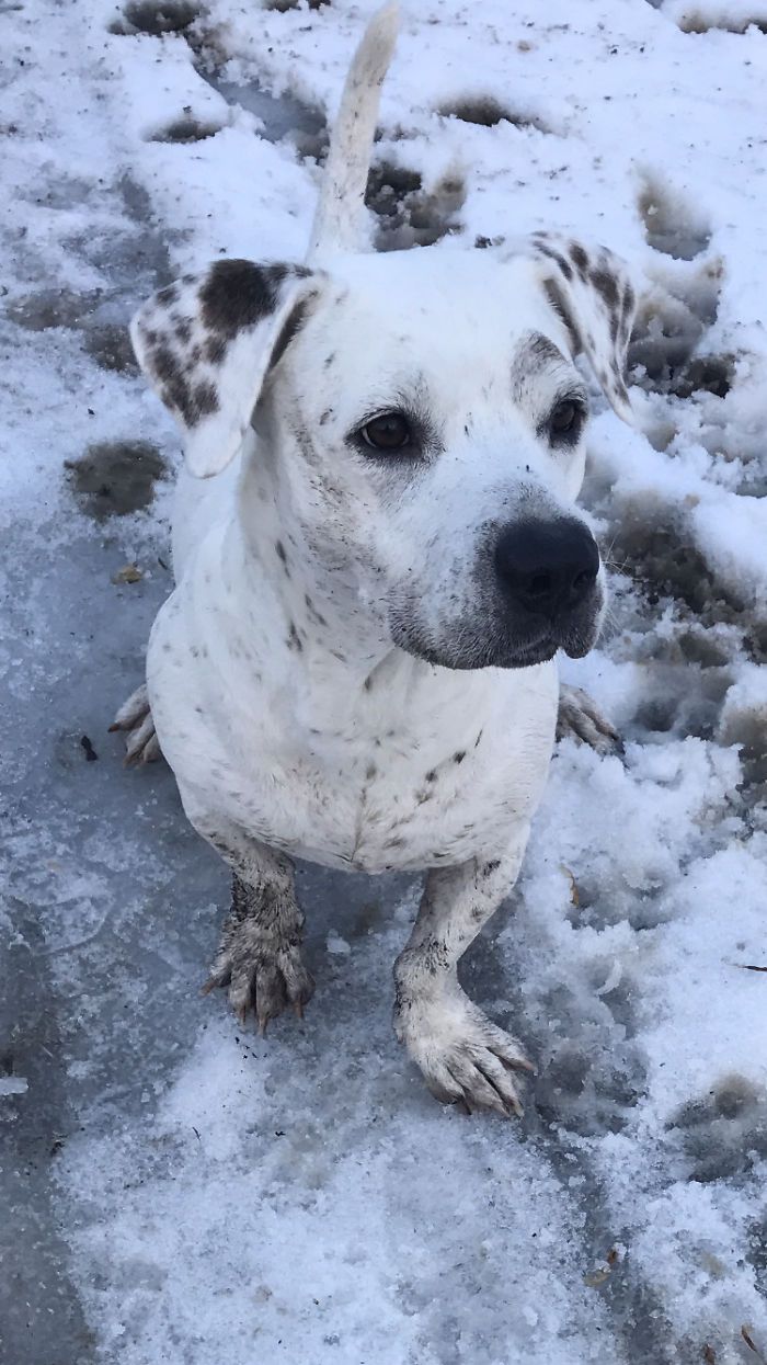 Un chien sale est un chien heureux