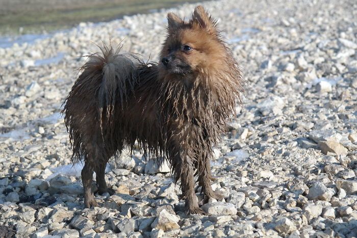 Il y avait un chiot poméranien une fois…