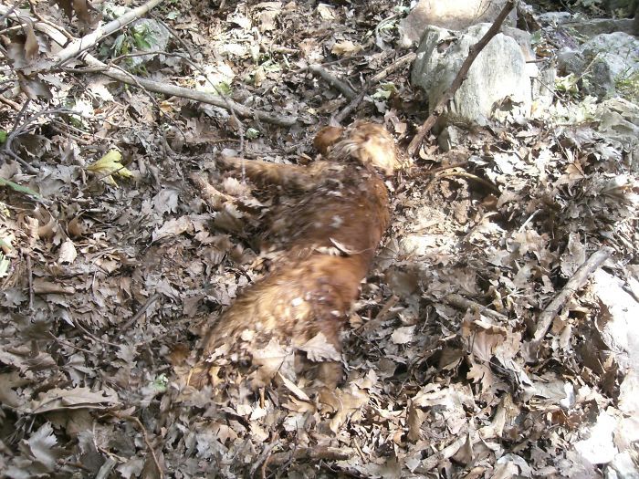 août 2008. notre cher camillo heureux dans la boue et les feuilles de plantain. il est décédé en juin 2010.