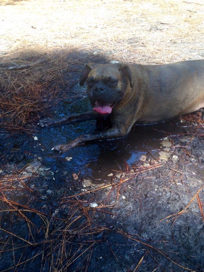 Elle a réussi à trouver la seule flaque de boue du parc pour chiens.