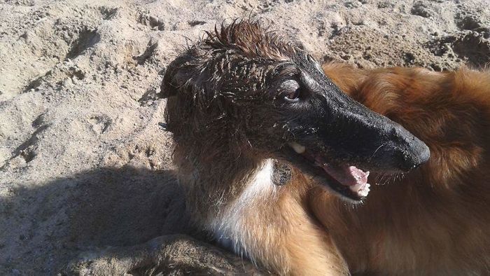 Je lui ai dit que je voulais aussi un borzoi noir.