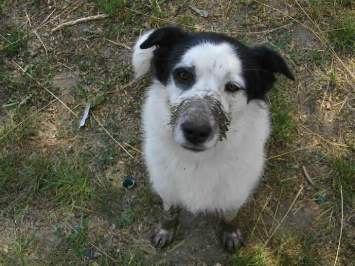 Ce n’était pas moi…. (zizi, notre chien adoré)