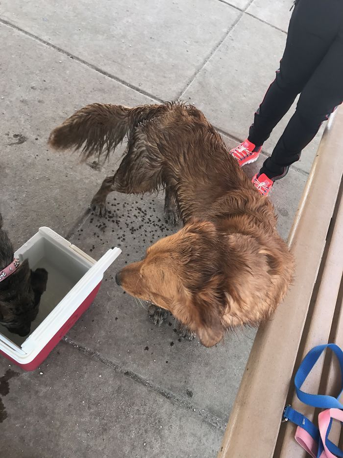 a décidé d’être brune au lieu d’être blonde 🐶.